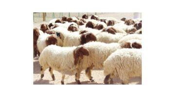 الطريقة الصحيحة لذبح الأضحية وشروط اختيار الأضحية