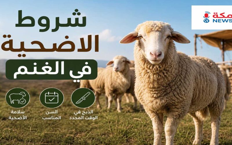 شروط الأضحية في الغنم بالتفصيل وفق الشريعة الإسلامية